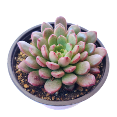 Corsemachin Informations Sur Le Graptoveria Bashful Cultiver Des Plantes De Graptoveria Timide